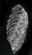 Mammoth Molar - South Carolina #26532-1